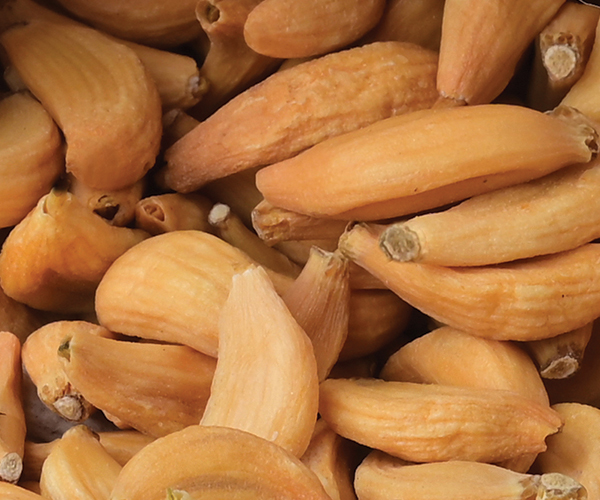 Garlic Cloves